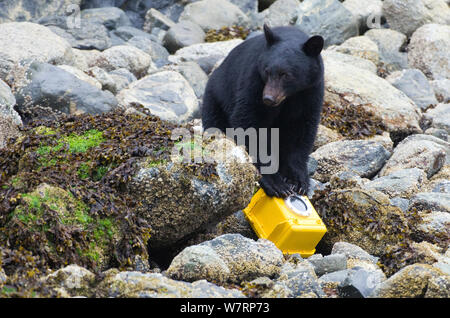 Isola di Vancouver black bear (Ursus americanus vancouveri) investigando videocamera remota, l'isola di Vancouver, British Columbia, Canada, Agosto. Foto Stock