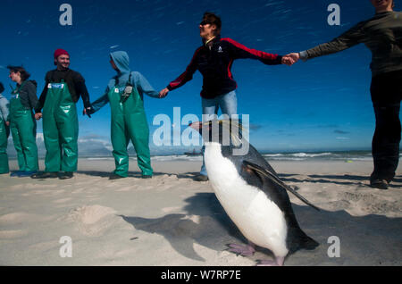 SANCCOB mani attraverso la sabbia evento, in forte vento, per sollevare la consapevolezza per uccelli marini e la conservazione delle risorse marine, con "rocky" il sud del pinguino saltaroccia (Eudyptes chrysocome) sulla spiaggia. Table Bay, nei pressi di Città del Capo, Sud Africa. Giugno 2010 Foto Stock