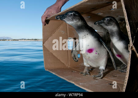 I Penguins africani (Spheniscus demersus) essendo rilasciato dopo la riabilitazione presso la Southern African Fondazione per la conservazione degli uccelli costieri (SANCCOB) nei pressi di Robben Island in Table Bay. Cape Town, Sud Africa, Luglio 2011 Foto Stock