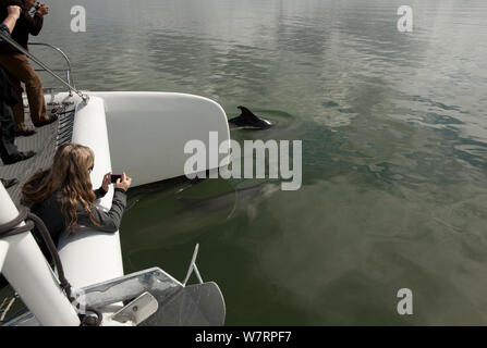 Il tursiope o delfino maggiore (Tursiops truncatus) avvicinando un catamarano, con la donna prendendo la fotografia sul suo telefono, estuario del Sado, Portogallo Foto Stock