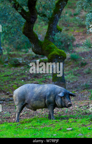 Iberian suino nero, della Sierra de Aracena parco naturale, Huelva, Andalusia, l'Europa. Razza utilizzato per produrre il prosciutto iberico / Jamon Iberico Foto Stock