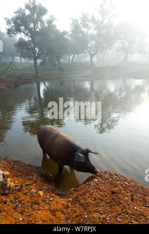 Iberian suino nero nella nebbia in prossimità di acqua, della Sierra de Aracena parco naturale, Huelva, Andalusia, l'Europa. Razza utilizzato per produrre il prosciutto iberico / Jamon Iberico Foto Stock