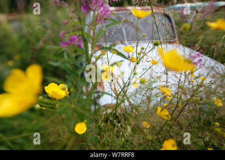 Renoncules (Ranunculus sp) fioritura tra automobili abbandonate, in 'auto' cimitero, Varmland, Svezia Foto Stock