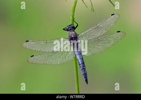 Maschio nero-tailed skimmer (Orthetrum cancellatum) con umidità sulle sue ali, East Sussex, England, Regno Unito, Luglio. Foto Stock