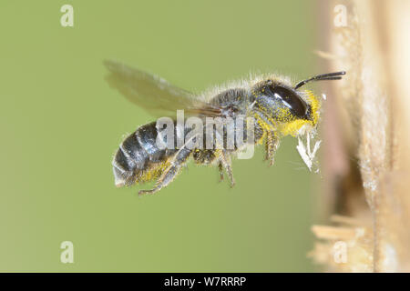 Femmina Blue Mason bee (Osmia caerulescens) coperto di polline battenti in una scatola di insetti in un giardino che trasportano i bit di legno per guarnizione celle a nido Hertfordshire, Inghilterra giugno. Foto Stock