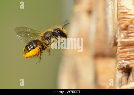 Femmina Blue Mason bee (Osmia caerulescens) che trasportano il polline sulla sua scopa addominale (polline che trasportano i peli) per una cella di nido in un insetto box Hertfordshire, Inghilterra giugno. Foto Stock