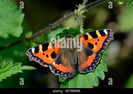 Piccola tartaruga butterfly (Aglaise urtica) ensoleillement stesso su un ortica (Urtica dioica) foglie, Hertfordshire, Inghilterra, Regno Unito, Giugno. Foto Stock