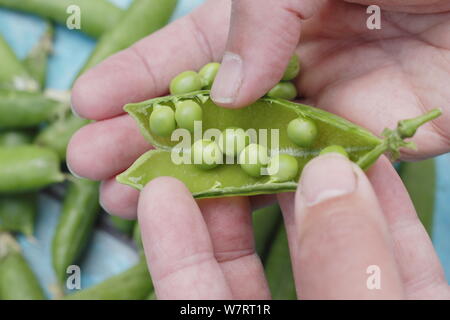 Pisum sativum " Assessore'. Shelling appena raccolto Assessore piselli giardino d'estate. Regno Unito Foto Stock