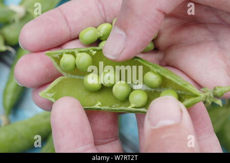 Pisum sativum " Assessore'. Shelling appena raccolto Assessore piselli giardino d'estate. Regno Unito Foto Stock