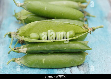 Pisum sativum 'Avanti'. Appena raccolto 'Avanti' piselli giganti in cialde pronto per sgranare in luglio. Regno Unito Foto Stock