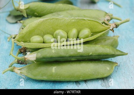 Pisum sativum 'Avanti'. Appena raccolto 'Avanti' piselli giganti in cialde pronto per sgranare in luglio. Regno Unito Foto Stock