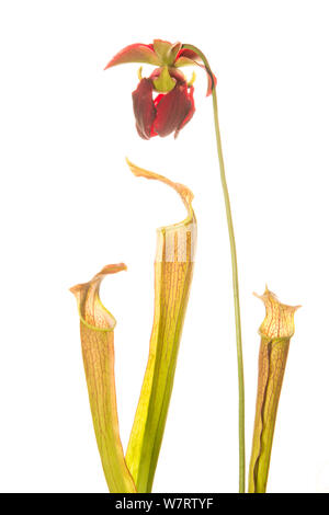 Dolce di montagna pianta brocca (Sarracenia rubra ssp. jonesii) Chandler Heritage preservare, South Carolina, USA, maggio. Specie in via di estinzione. Progetto Meetyourneighbors.net Foto Stock