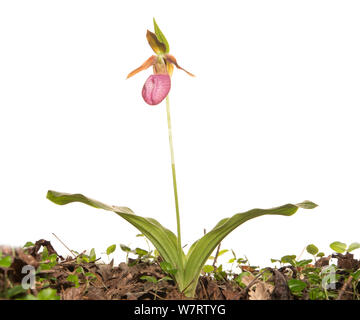 Pink Lady pantofola (Cypripedium acaule) in montagna, Contea di Greenville, South Carolina, USA, maggio. Progetto Meetyourneighbors.net Foto Stock