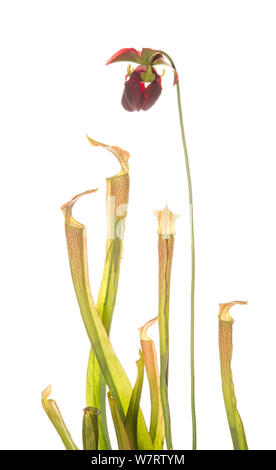 Dolce di montagna pianta brocca (Sarracenia rubra ssp. jonesii) con mimetizzata lungo erba avvisatore acustico tramoggia (Tettigoniidae) Chandler Heritage preservare, South Carolina, USA, maggio. Specie in via di estinzione. Progetto Meetyourneighbors.net Foto Stock