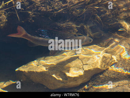 Arctic Temolo (Thymallus arcticus) durante la deposizione delle uova annuale eseguito come si appoggia prima di unire il viaggio a monte. Colorado, USA, Giugno Foto Stock