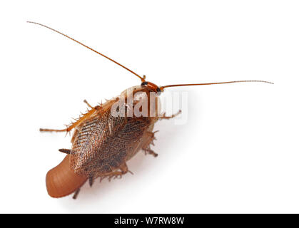 Bruno scarafaggio (Ectobius pallidus) femmina con uova sac / ootheca, contro uno sfondo bianco, Surrey, Inghilterra Foto Stock