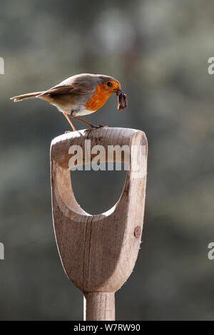 Unione Robin (Erithacus rubecula) con la vite senza fine sulla forcella maniglia, Surrey, Inghilterra, può Foto Stock