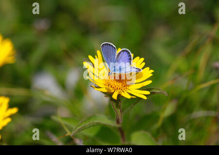 Idas blu (Plebejus idas) maschio sul fiore Aster, Croazia Foto Stock
