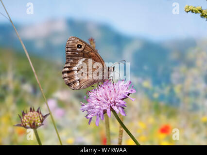 Grande Fuligginosa Satiro butterfly (Satyrus ferula) sul campo (Scabious Knautia arvense) Croazia Foto Stock