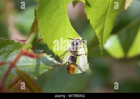 Foglia-taglio Bee (specie Megachile) femmina in procinto di volare con la sezione di foglia di rose. Surrey, Inghilterra, Agosto Foto Stock