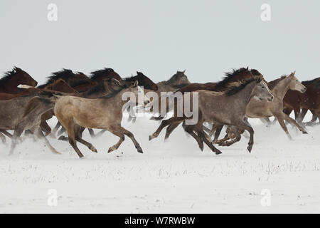 Un gruppo di puro arabo Shagya arabo e Oriente fillies bulgara in esecuzione nella neve, Kabiuk National Stud, Shumen, Bulgaria. Foto Stock