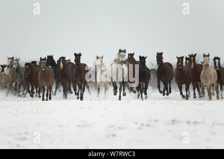 Un grande gruppo di puro arabo Shagya arabo e Oriente fillies bulgara in esecuzione nella neve, Kabiuk National Stud, Shumen, Bulgaria. Foto Stock