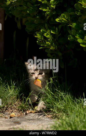 Gattino gioca con anta in giardino, Montepulciano, Toscana, Italia. Maggio Foto Stock