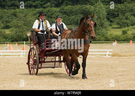 Tradizionalmente un vestito giovane drivings un Norman Cob, all'Haras du Pin, in Francia la più antica national stud, presso le pin-au-Haras, Orne, Bassa Normandia, Francia. Luglio 2013 Foto Stock