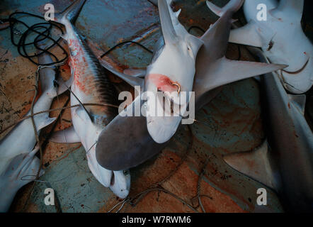 Tigre di sabbia (Carcharias taurus) e Sandbar (Carcharhinus plumbeus) squali, catturati per le pinne, Exmouth, Australia, Oceano Indiano Foto Stock