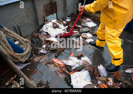 Fisherman spalare le catture accessorie di piccoli Skate (Leucoraja erinacea), American Astici (Homarus americanus) Limanda (Limanda ferruginea) fuori bordo. Stellwagen banche, New England, Stati Uniti, Oceano Atlantico settentrionale Foto Stock