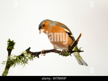 (Fringuello Fringilla coelebs) maschio arroccato su ramoscello con sfondo innevato, Dumfries and Galloway, Scozia. Gennaio Foto Stock