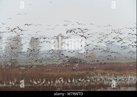 Gru comune (grus grus) la raccolta in corrispondenza di un sito di posatoio, Rhinluch NABU Riserva, Brandeburgo, Germania, Ottobre. Foto Stock