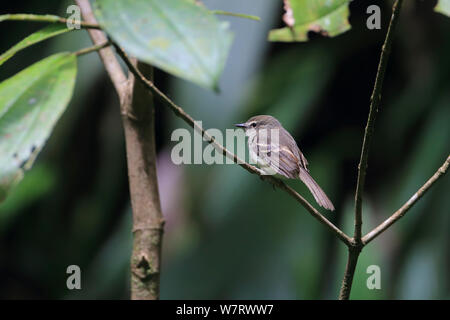 Fuscous Flycatcher (Cnemotriccus fuscatus cabanisi) Tobago Trinidad e Tobago, Aprile Foto Stock