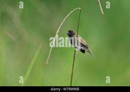 Nero-di fronte Grassquit (Tiaris bicolor omissus) Tobago Trinidad e Tobago Maggio 2013 Foto Stock