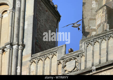 Falco pellegrino (Falco peregrinus peregrinus) volando verso i bambini con le prede, Norwich Cathedral, Norfolk, Giugno 2013 Foto Stock