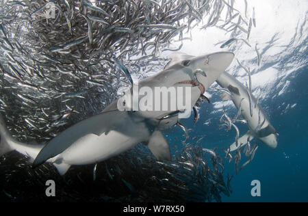 Verdesca (Prionace glauca) alimentazione su Acciuga (Engraulis encrasicolus) esca ball, Cape Point, Sud Africa. Foto Stock