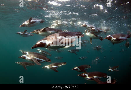 I Penguins africani (Spheniscus demersus) immersioni subacquee, False Bay, Città del Capo, Sud Africa. Foto Stock