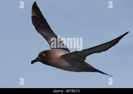 Fuligginosa Albatros (Phoebetria fusca) in mare al largo della Georgia del Sud Isola, Antartide Foto Stock