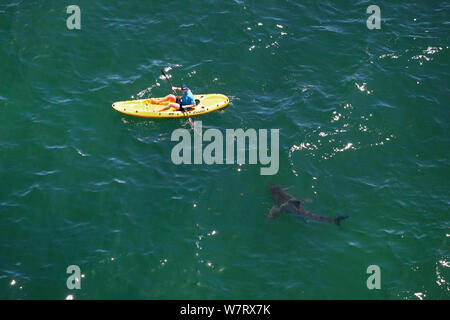 Il grande squalo bianco (Carcharodon carcharias) investigando kayaker, Mossel Bay, Sud Africa. Foto Stock