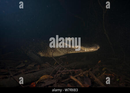 (Alligator Alligator mississippiensis) ritratto subacqueo, Everglades NP Florida, Stati Uniti d'America. Foto Stock