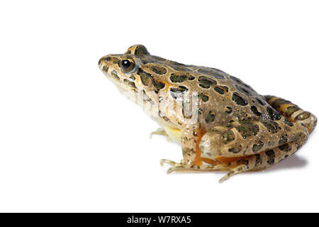 Dipinto di rana (Discoglossus pictus) specie invasive, Francia. Progetto Meetyourneighbors.net. Foto Stock