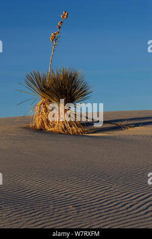 Soaptree yucca (Yucca elata) fioritura di gesso duna, White Sands National Monument, deserto del Chihuahuan, Nuovo Messico, USA, dicembre 2012. Foto Stock