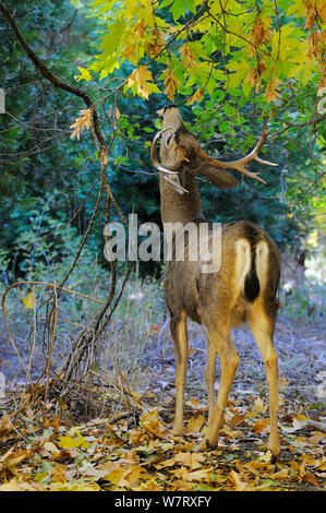 Mule Deer (Odocoileus hemionus) nella Yosemite Valley, Yosemite National Park, California, USA, dicembre 2012. Foto Stock