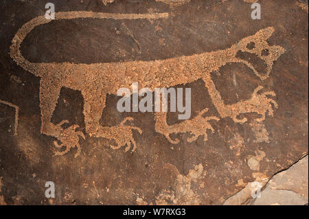 Cougar petroglyph, Parco Nazionale della Foresta Pietrificata, Arizona, Stati Uniti d'America Foto Stock