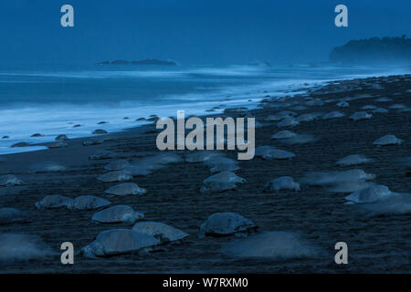 Olive Ridley tartarughe di mare (Lepidochelys olivacea) femmine sbarcano al crepuscolo durante un'arribada (massa evento nesting) per deporre le uova, Pacific Coast, Ostional, Costa Rica. Foto Stock