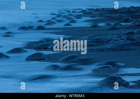 Olive Ridley tartarughe di mare (Lepidochelys olivacea) femmine sbarcano al crepuscolo durante un'arribada (massa evento nesting) per deporre le uova, Pacific Coast, Ostional, Costa Rica. Foto Stock