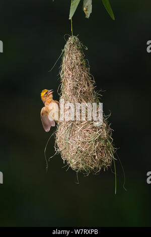 Baya weaver (Ploceus philippinus) subadult bird su "Play Nest", Singapore. Foto Stock