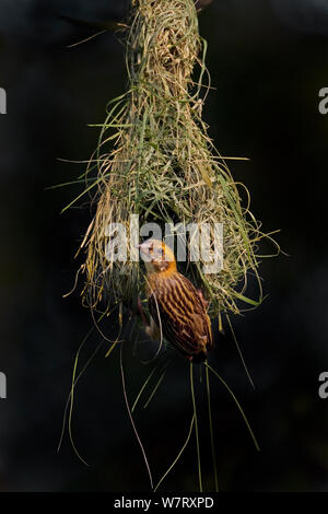 Baya weaver (Ploceus philippinus) subadult bird con "play Nest", Singapore. Foto Stock