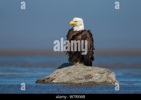 Aquila calva (Haliaeetus leucocephalus) adulto seduto sulla roccia, Cook Inlet, il Parco Nazionale del Lago Clark, Alaska, STATI UNITI D'AMERICA, Giugno. Foto Stock