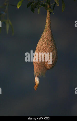 Baya weaver (Ploceus philippinus) femmina lasciando nido, Singapore. Foto Stock